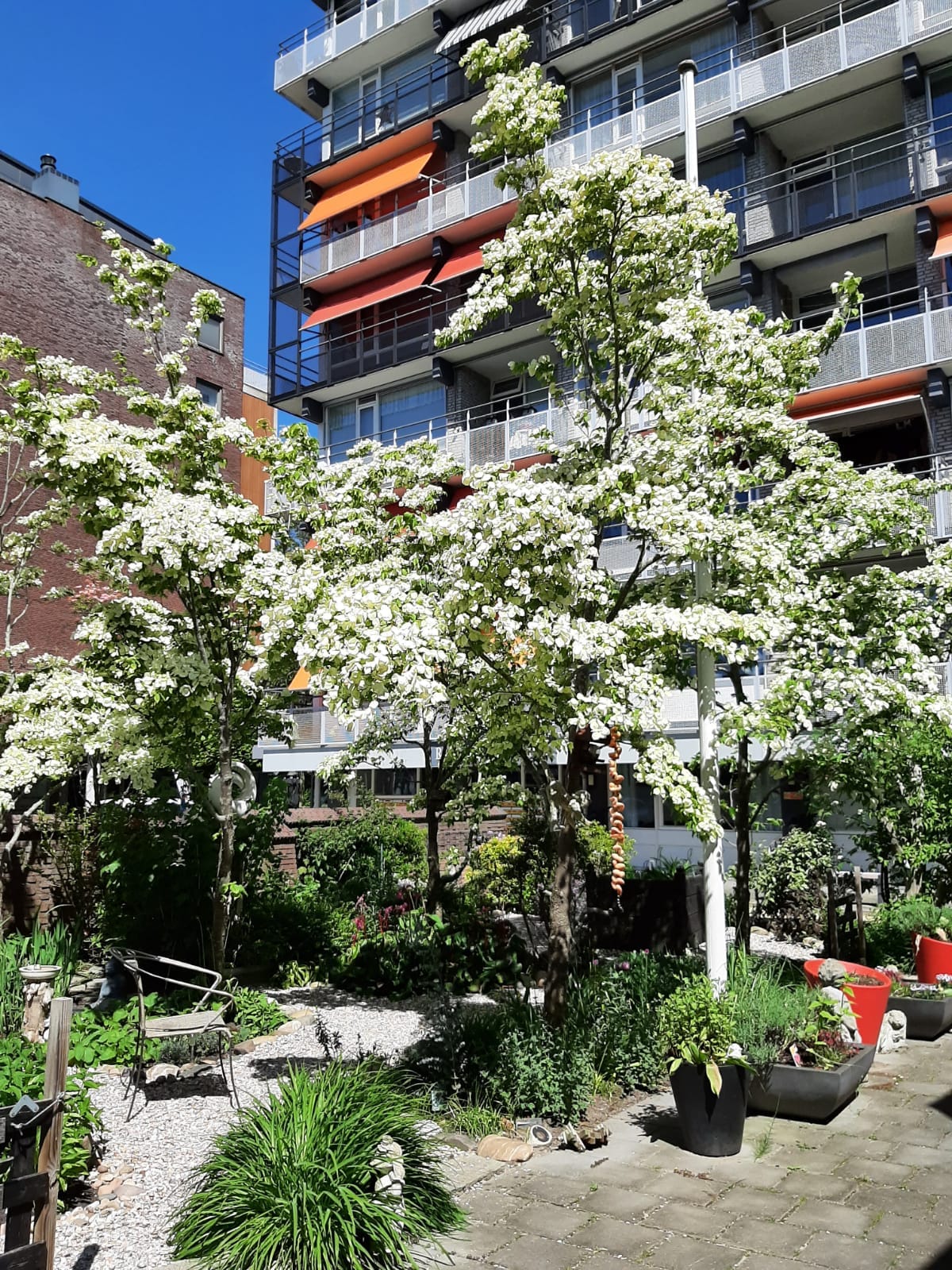 Featured image for “Prachtig weer, prachtige tuin”
